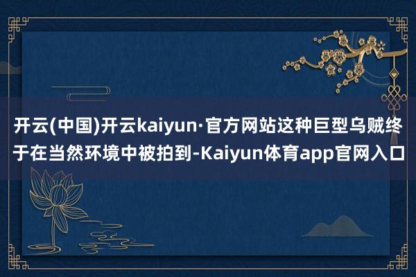 开云(中国)开云kaiyun·官方网站这种巨型乌贼终于在当然环境中被拍到-Kaiyun体育app官网入口